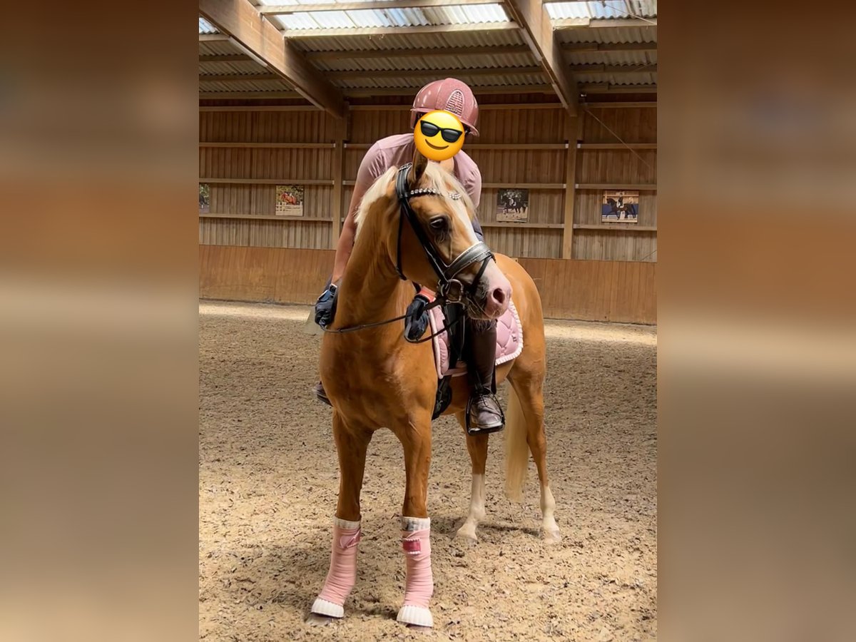 Deutsches Reitpony Wallach 3 Jahre 145 cm Palomino in Ubstadt-Weiher