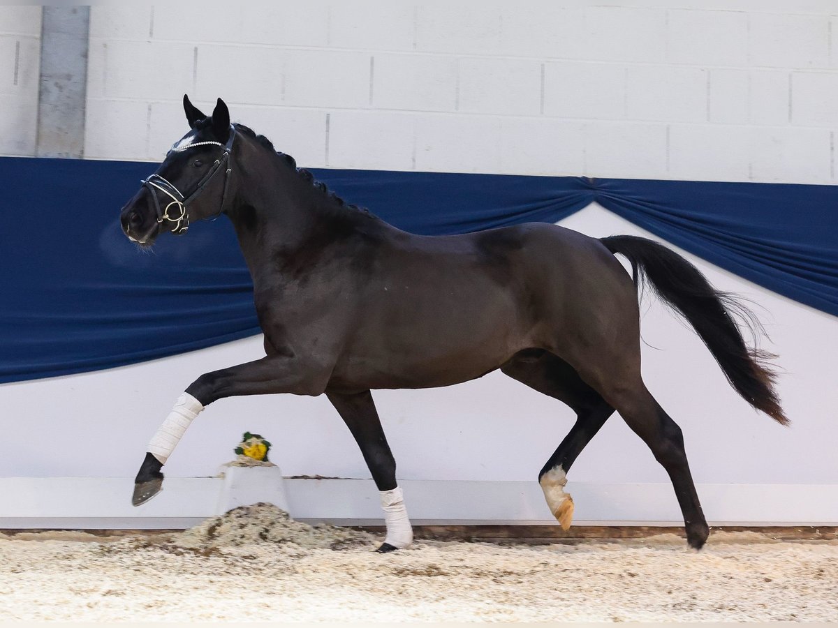 Deutsches Reitpony Wallach 3 Jahre 145 cm Rappe in Marsberg