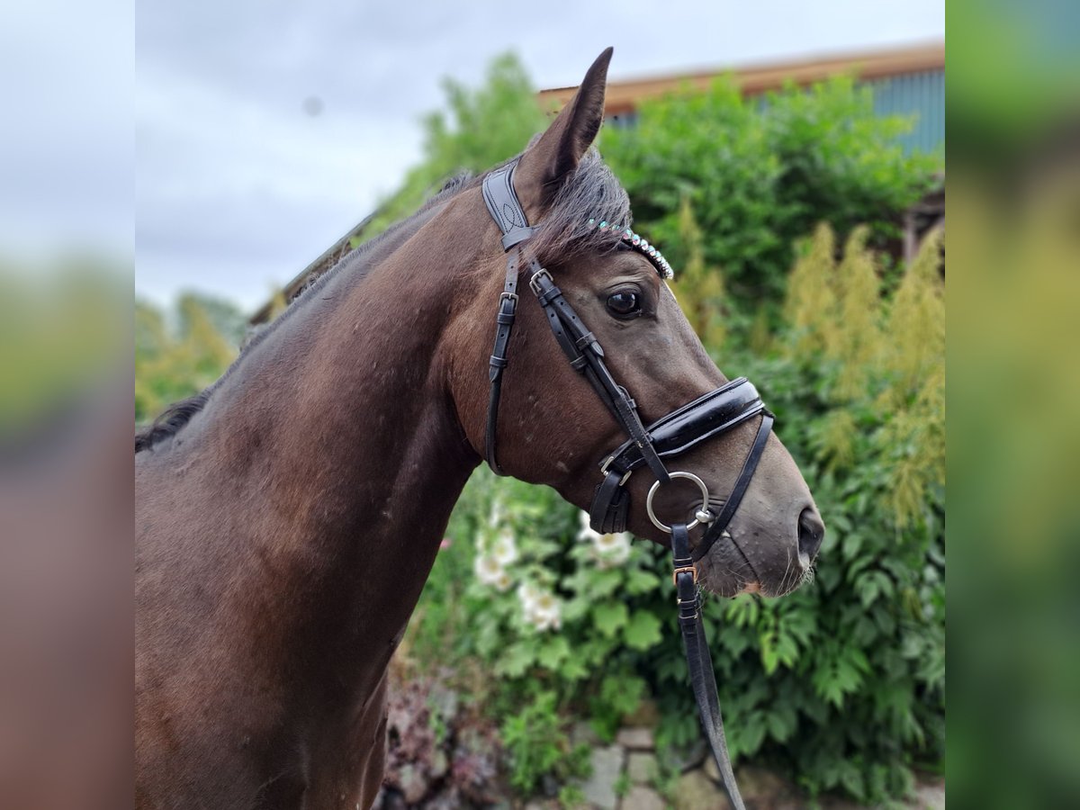 Deutsches Reitpony Wallach 3 Jahre 145 cm Rappe in Bresewitz