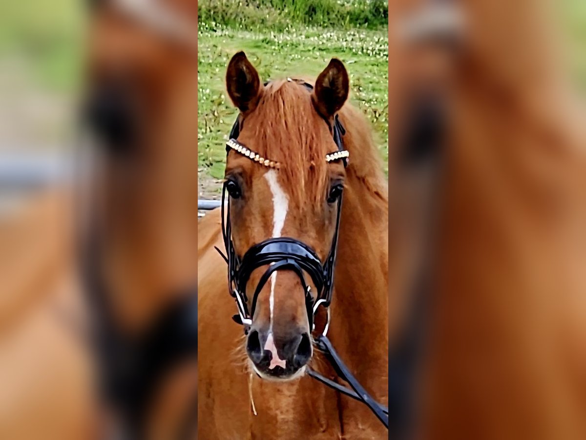 Deutsches Reitpony Wallach 3 Jahre 145 cm Red Dun in Ruppichteroth