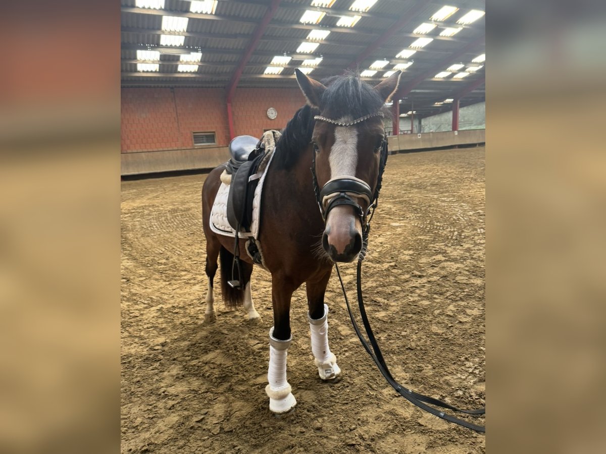 Deutsches Reitpony Wallach 3 Jahre 146 cm Brauner in L&#xFC;nen
