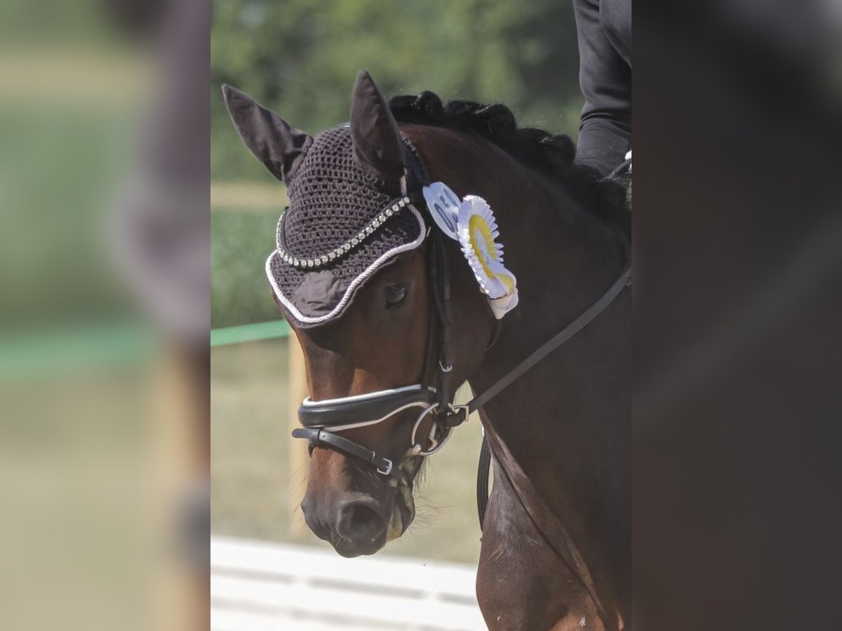 Deutsches Reitpony Wallach 3 Jahre 146 cm Dunkelbrauner in P&#xF6;lzig
