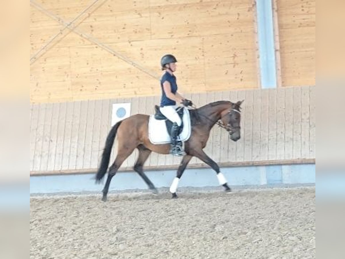 Deutsches Reitpony, Wallach in Neupotz