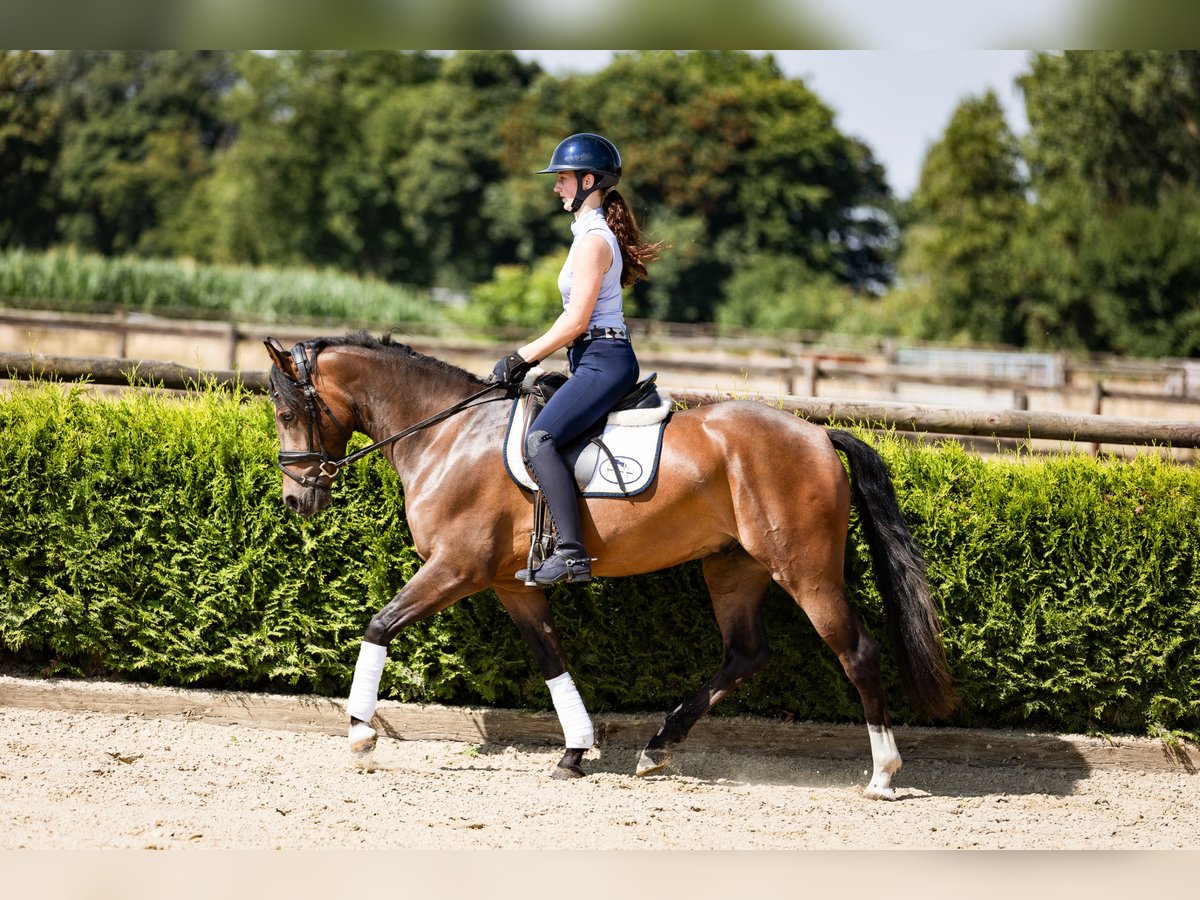 Deutsches Reitpony Wallach 3 Jahre 146 cm Dunkelbrauner in Marl