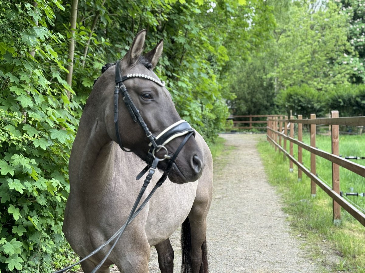 Deutsches Reitpony Wallach 3 Jahre 146 cm Falbe in Lünen