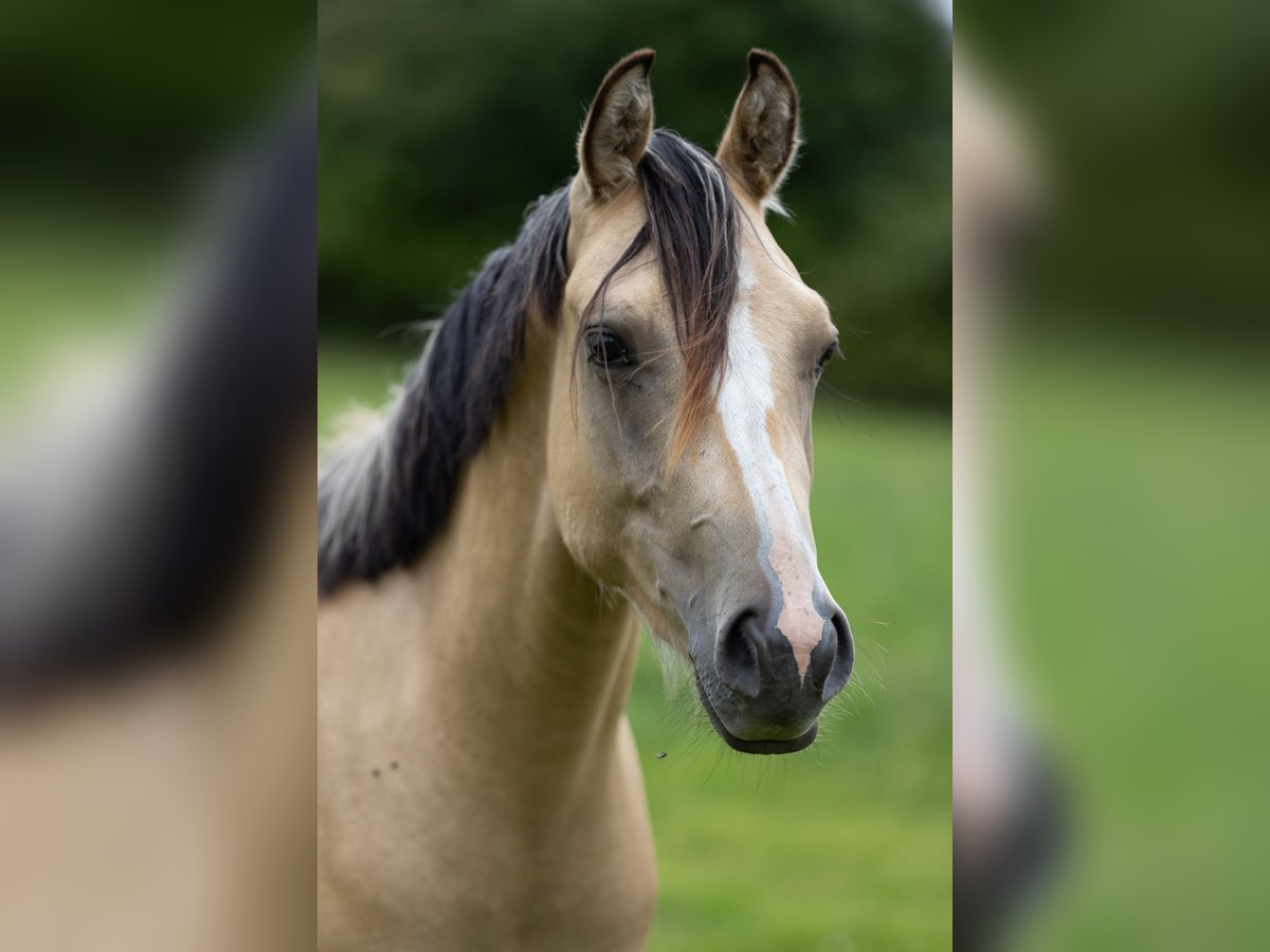 Deutsches Reitpony Wallach 3 Jahre 146 cm Falbe in Ostbevern