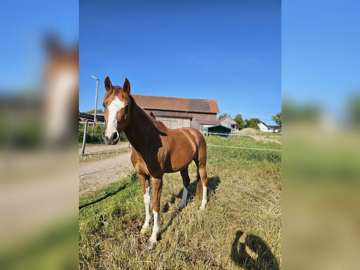 Deutsches Reitpony Wallach 3 Jahre 146 cm Fuchs in Dießen am Ammersee Deutsches Reitpony Wallach 3 Jahre 146 cm Fuchs in Dießen am Ammersee