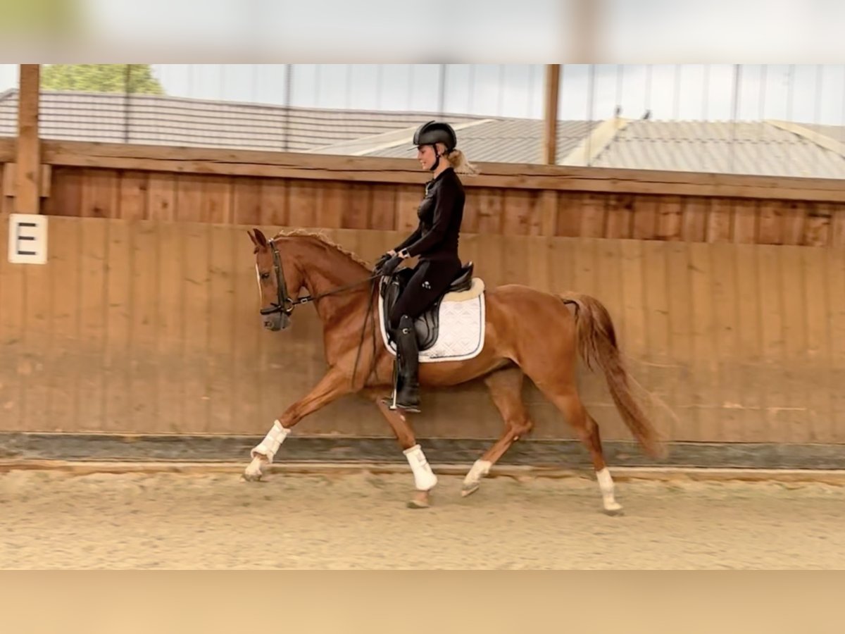 Deutsches Reitpony Wallach 3 Jahre 146 cm Fuchs in T&#xF6;nisvorst