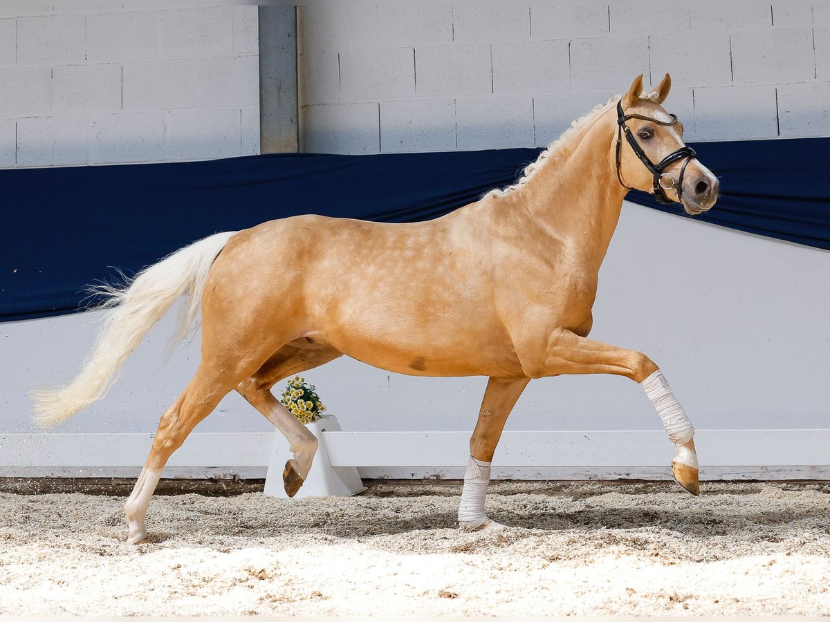 Deutsches Reitpony Wallach 3 Jahre 146 cm Palomino in Marsberg