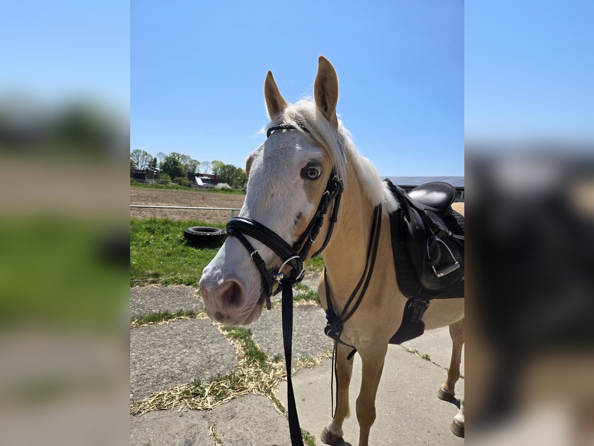 Deutsches Reitpony Mix Wallach 3 Jahre 146 cm Palomino in Hohendodeleben