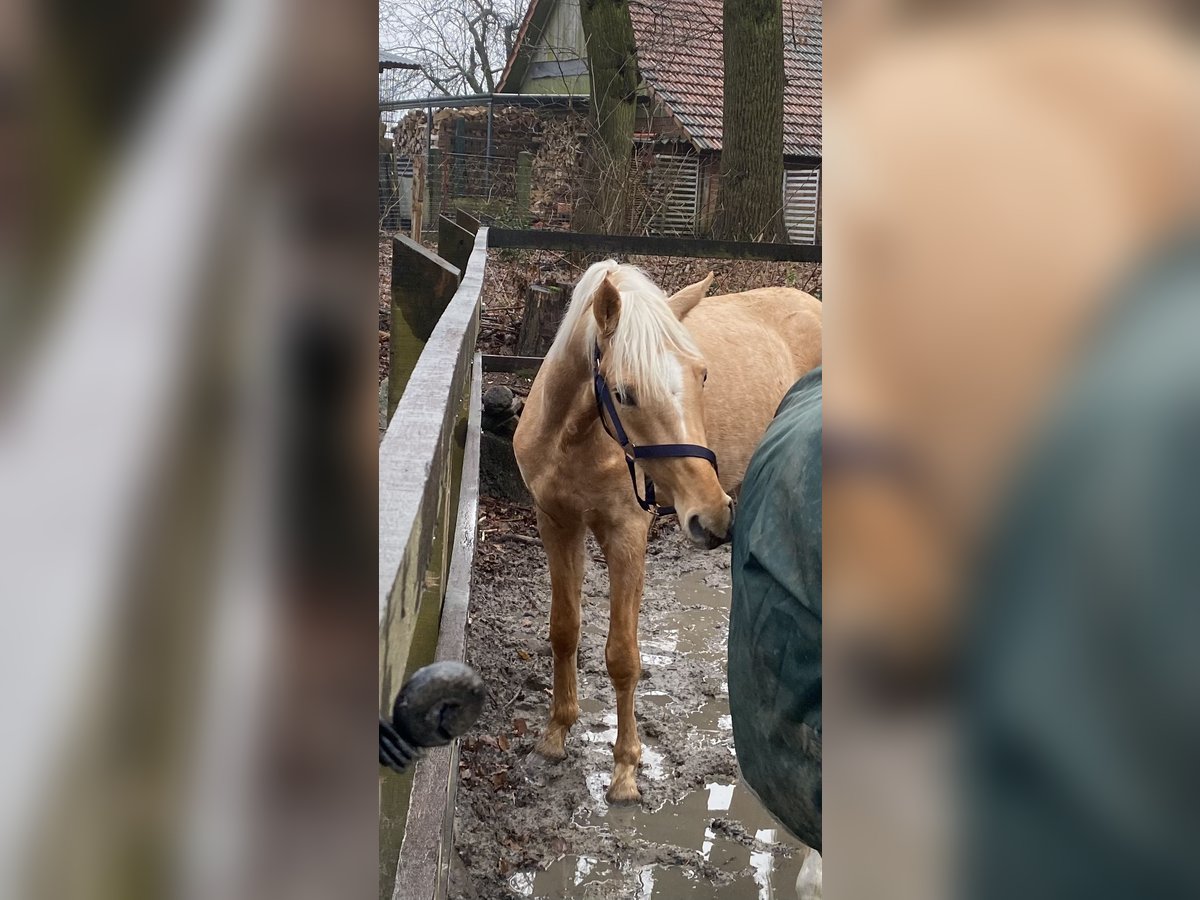 Deutsches Reitpony Wallach 3 Jahre 146 cm Palomino in Lünne