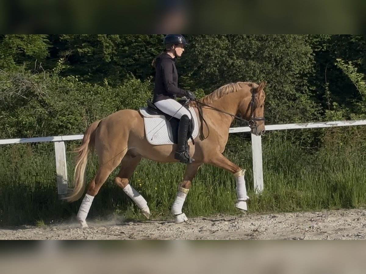 Deutsches Reitpony Wallach 3 Jahre 146 cm Red Dun in Ruppichteroth