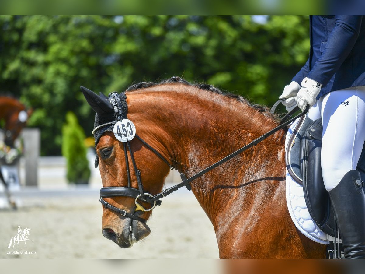 Deutsches Reitpony Wallach 3 Jahre 147 cm Brauner in Loiching