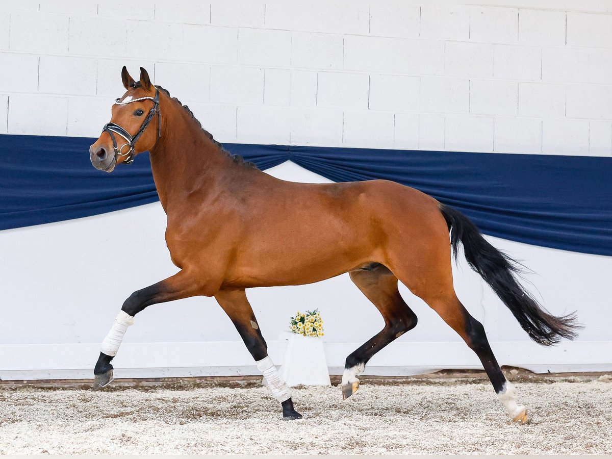Deutsches Reitpony Wallach 3 Jahre 147 cm Brauner in Marsberg