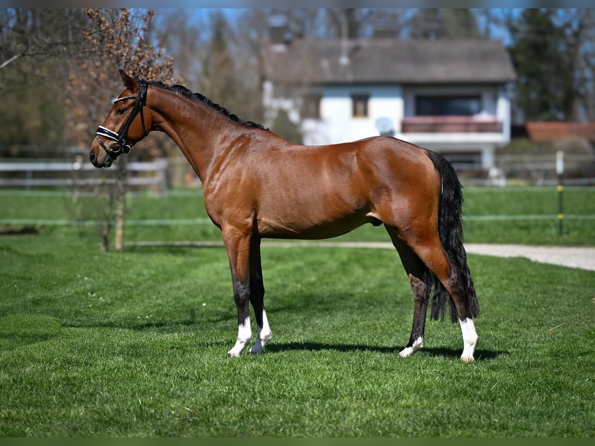 Deutsches Reitpony Wallach 3 Jahre 147 cm Brauner in Weilheim