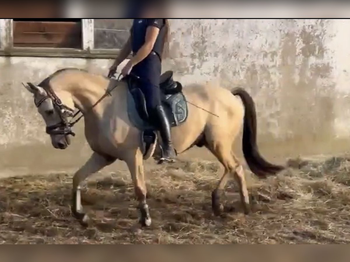 Deutsches Reitpony Wallach 3 Jahre 147 cm Buckskin in Lindlar