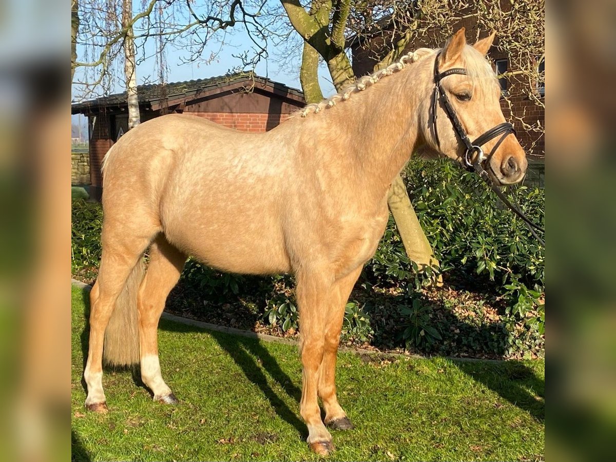 Deutsches Reitpony Wallach 3 Jahre 147 cm Cremello in Hopsten