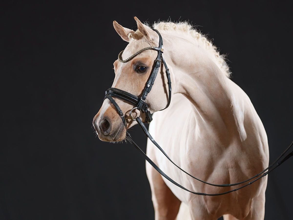 Deutsches Reitpony Wallach 3 Jahre 147 cm in Bedburg