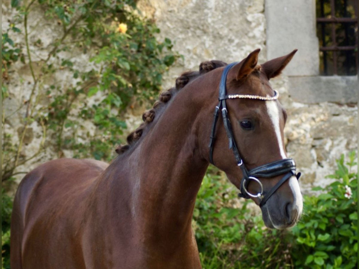 Deutsches Reitpony Wallach 3 Jahre 147 cm Dunkelfuchs in Rosdorf