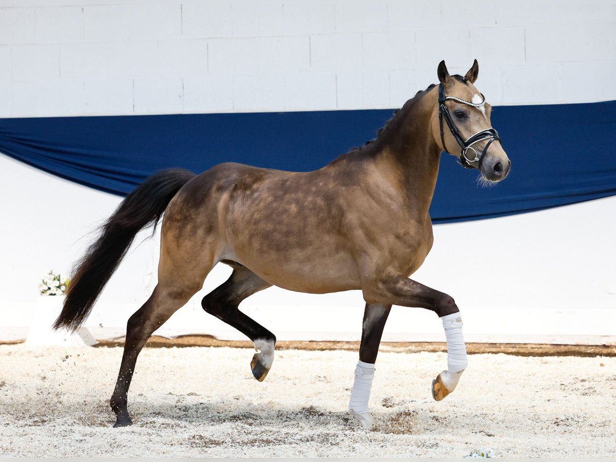 Deutsches Reitpony Wallach 3 Jahre 147 cm Falbe in Marsberg
