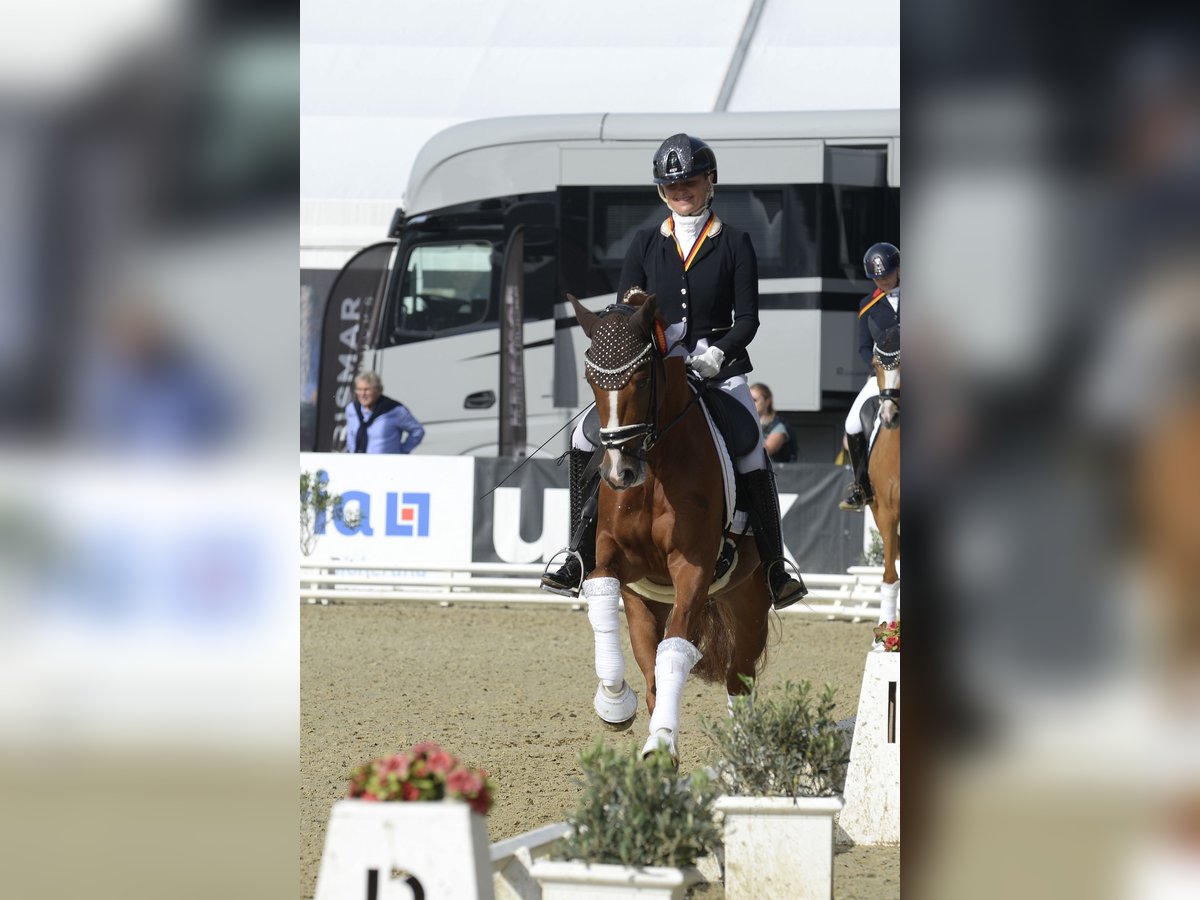 Deutsches Reitpony Wallach 3 Jahre 147 cm Fuchs in Bad Oeynhausen