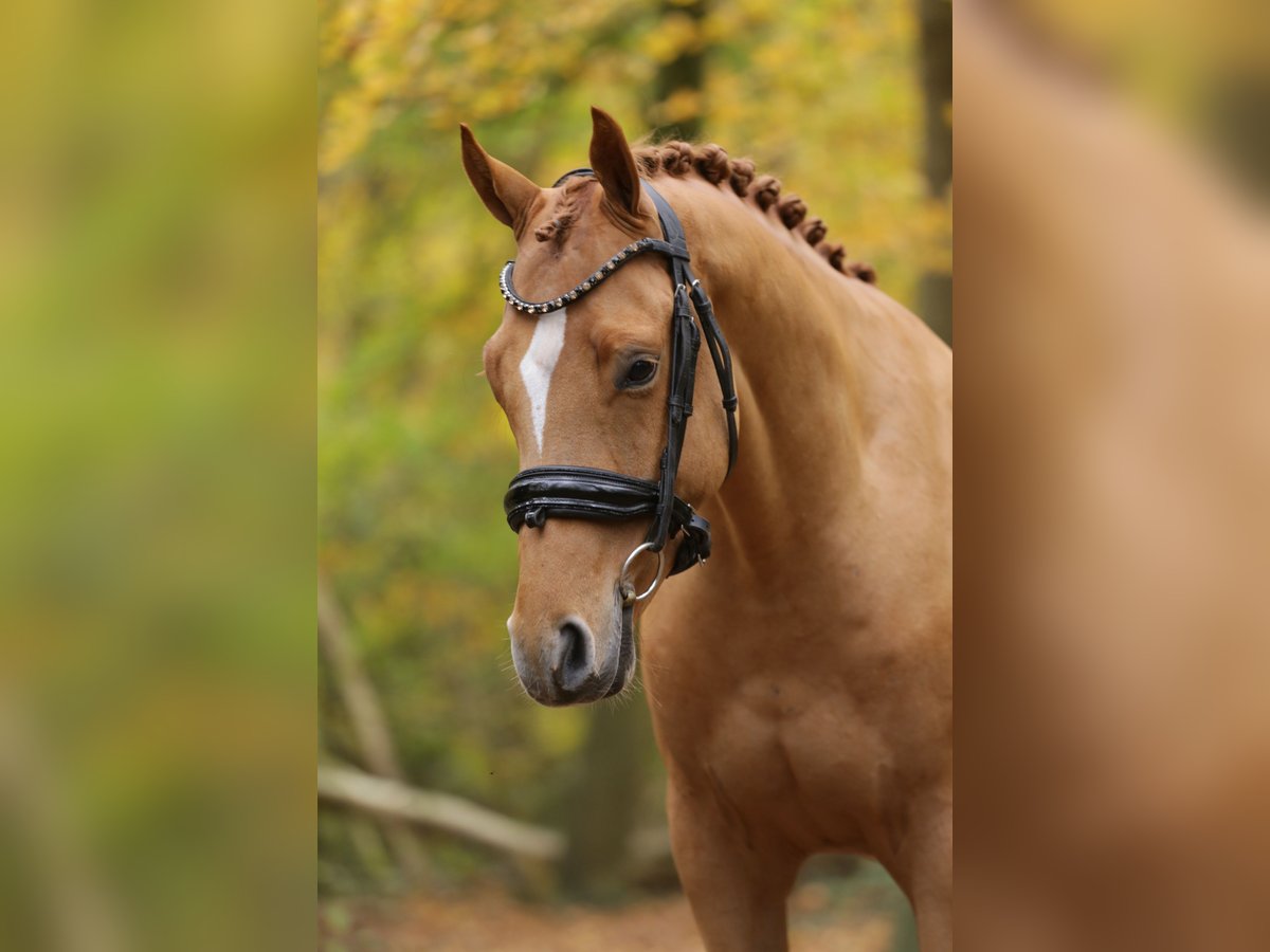 Deutsches Reitpony Wallach 3 Jahre 147 cm Fuchs in Heemskerk