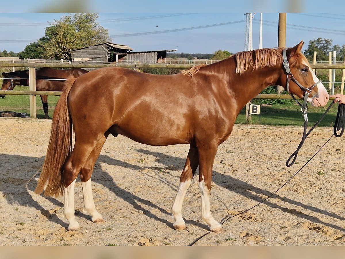 Deutsches Reitpony Wallach 3 Jahre 147 cm Fuchs in Trebbin