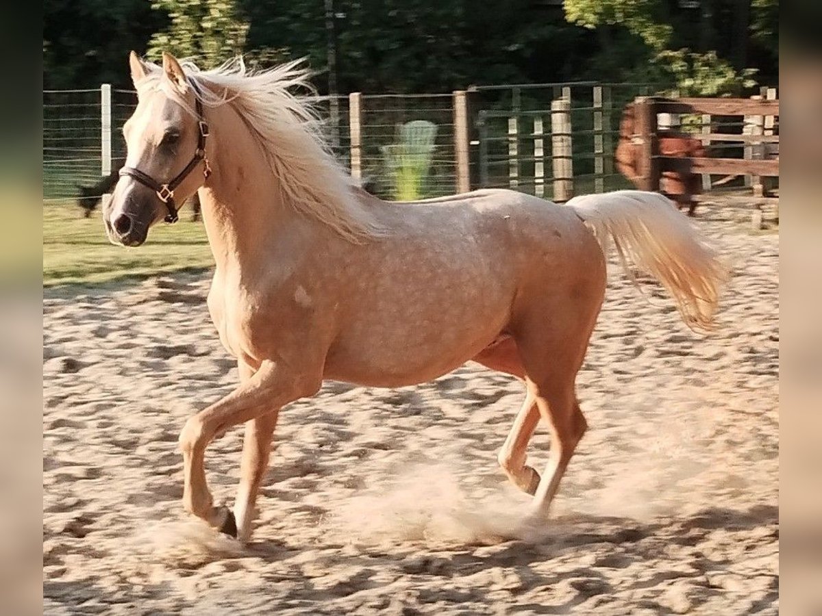 Deutsches Reitpony Wallach 3 Jahre 147 cm Palomino in Beverstedt