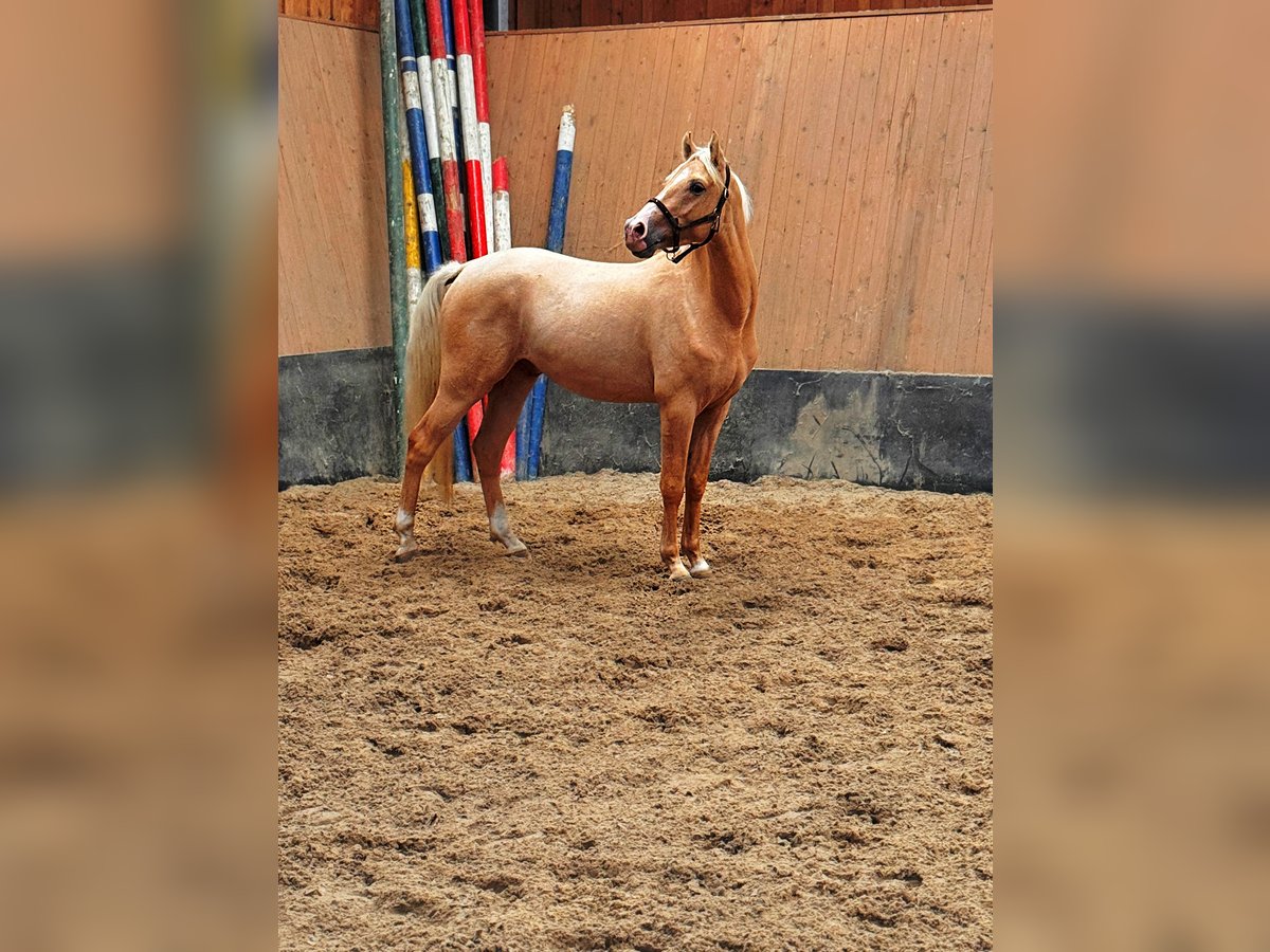 Deutsches Reitpony Wallach 3 Jahre 147 cm Palomino in Wegeleben