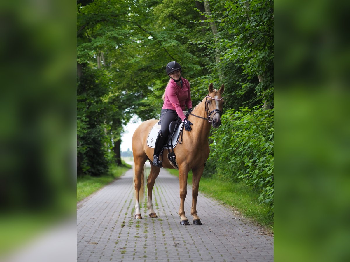 Deutsches Reitpony Wallach 3 Jahre 147 cm Palomino in Wangerland Hohenkirchen