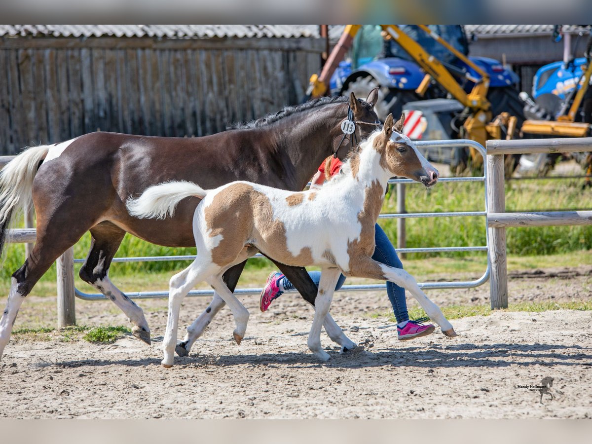 Deutsches Reitpony Wallach 3 Jahre 147 cm Schecke in Westerstede