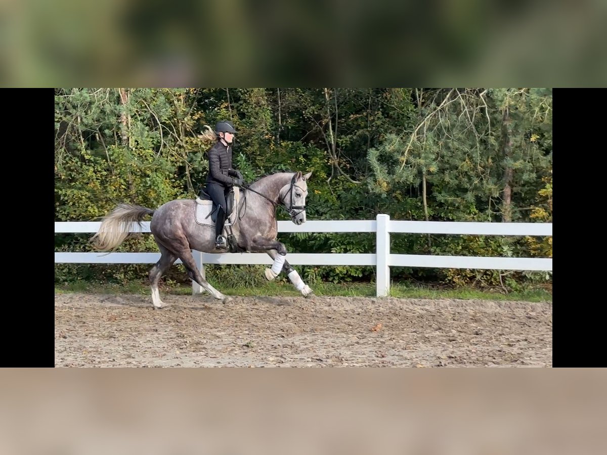 Deutsches Reitpony Wallach 3 Jahre 147 cm Schimmel in Lilienthal