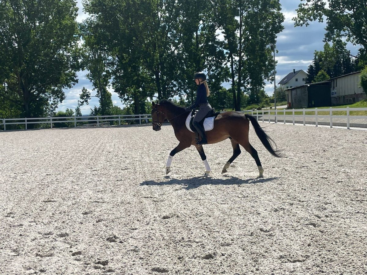 Deutsches Reitpony Wallach 3 Jahre 148 cm Brauner in Ilmenau