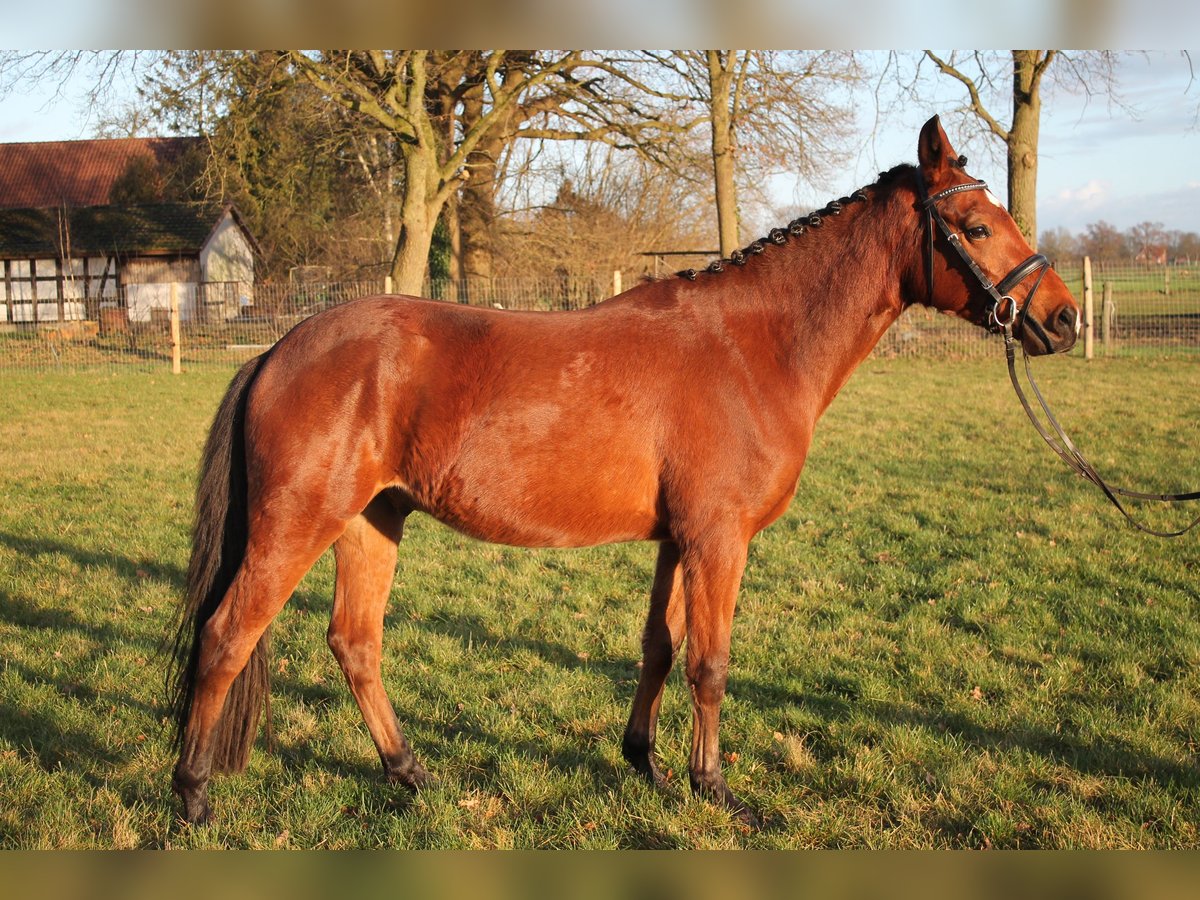 Deutsches Reitpony Wallach 3 Jahre 148 cm Brauner in Diepenau