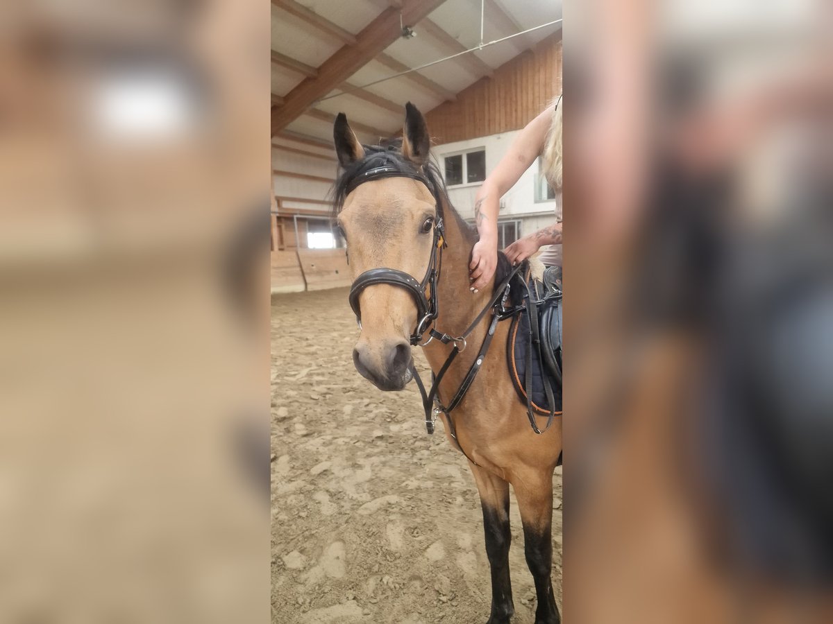 Deutsches Reitpony Wallach 3 Jahre 148 cm Buckskin in Hinterberg