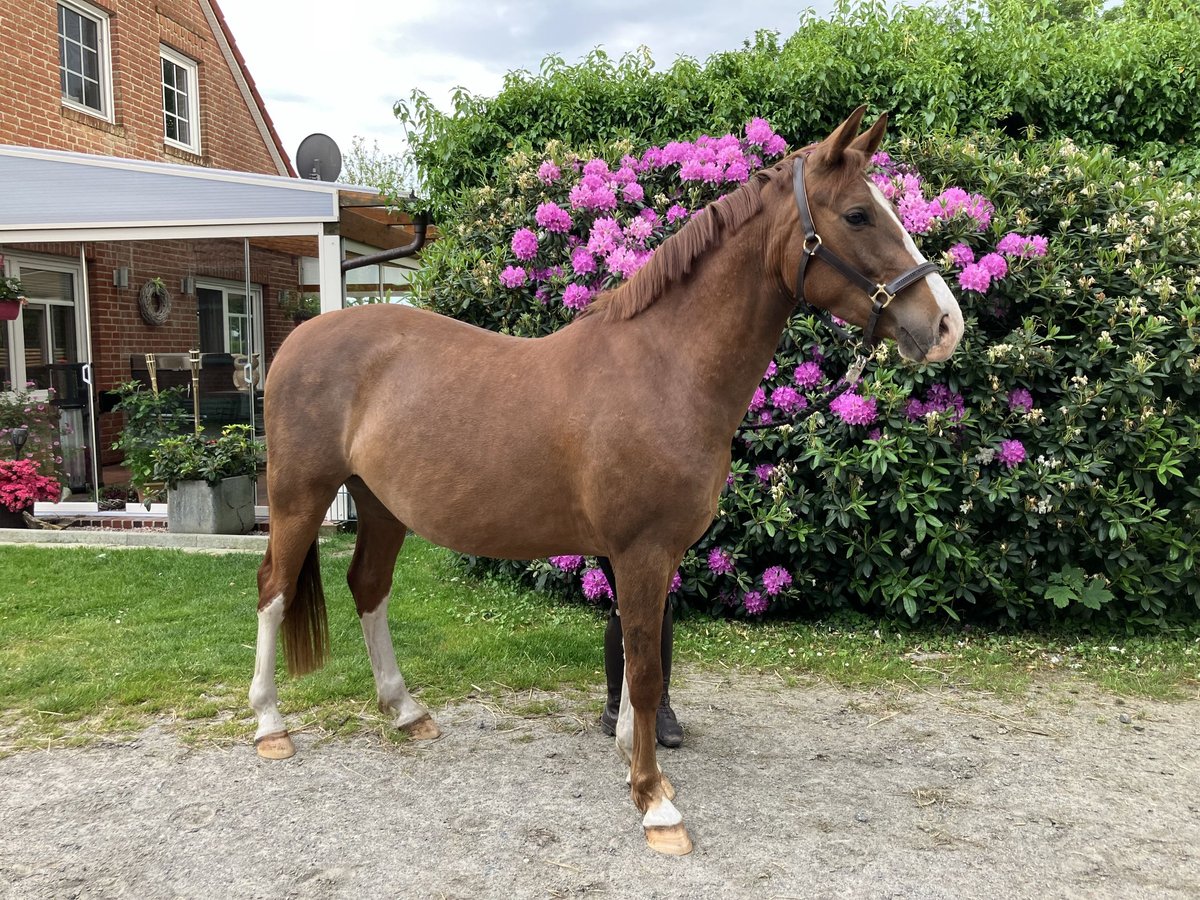 Deutsches Reitpony Wallach 3 Jahre 148 cm Fuchs in Großheide