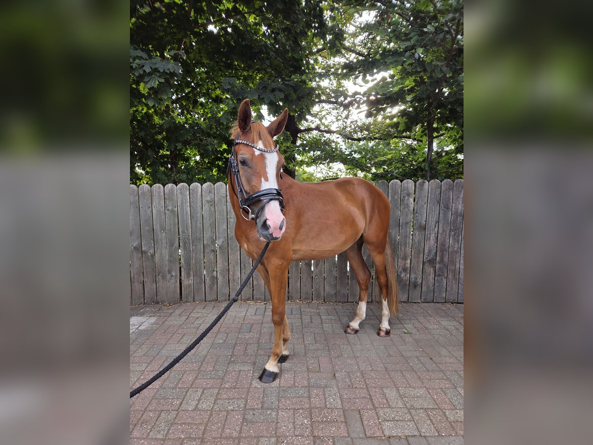 Deutsches Reitpony Wallach 3 Jahre 148 cm Fuchs in Hamminkeln