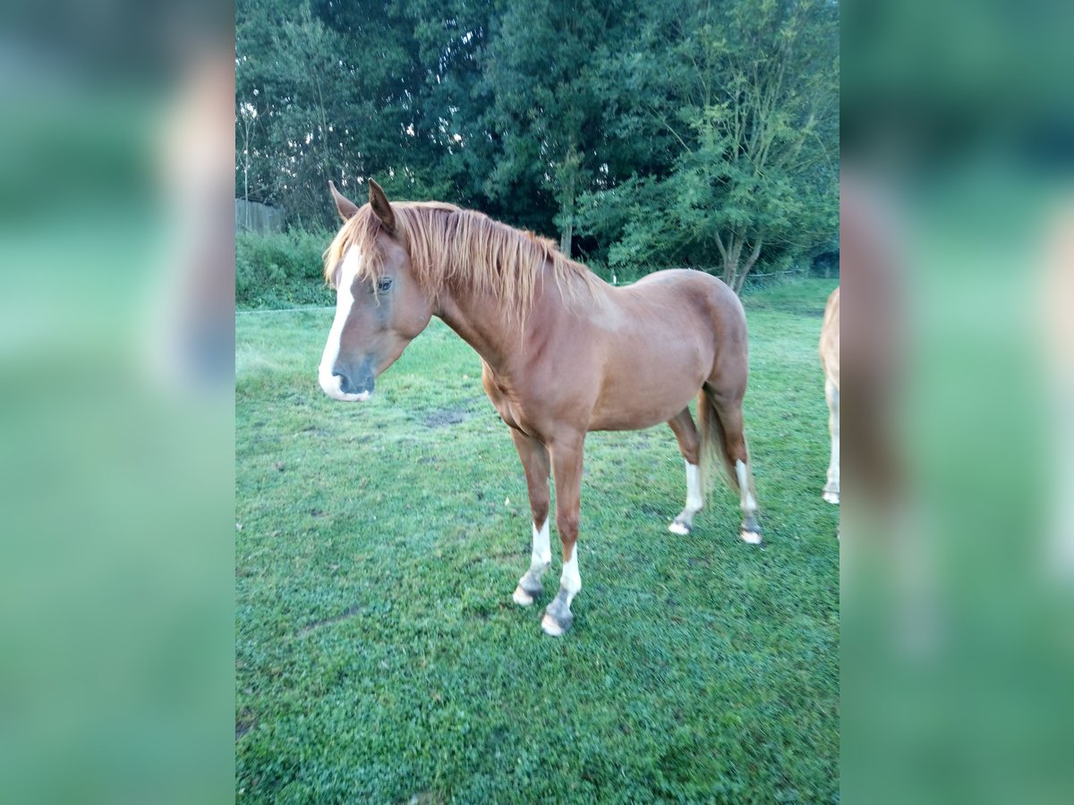 Deutsches Reitpony Wallach 3 Jahre 148 cm Fuchs in Hamm