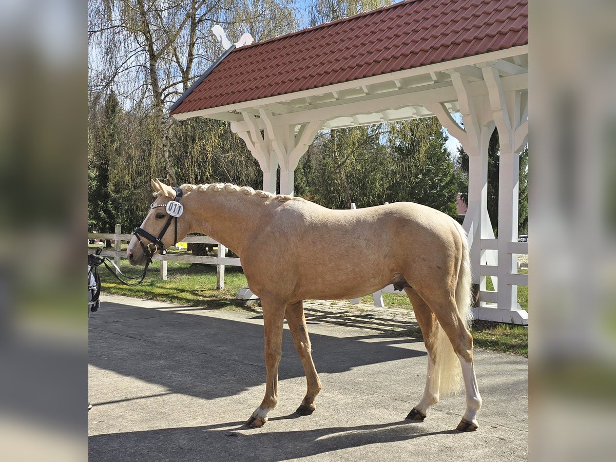 Deutsches Reitpony Wallach 3 Jahre 148 cm Palomino in Bad Zwischenahn