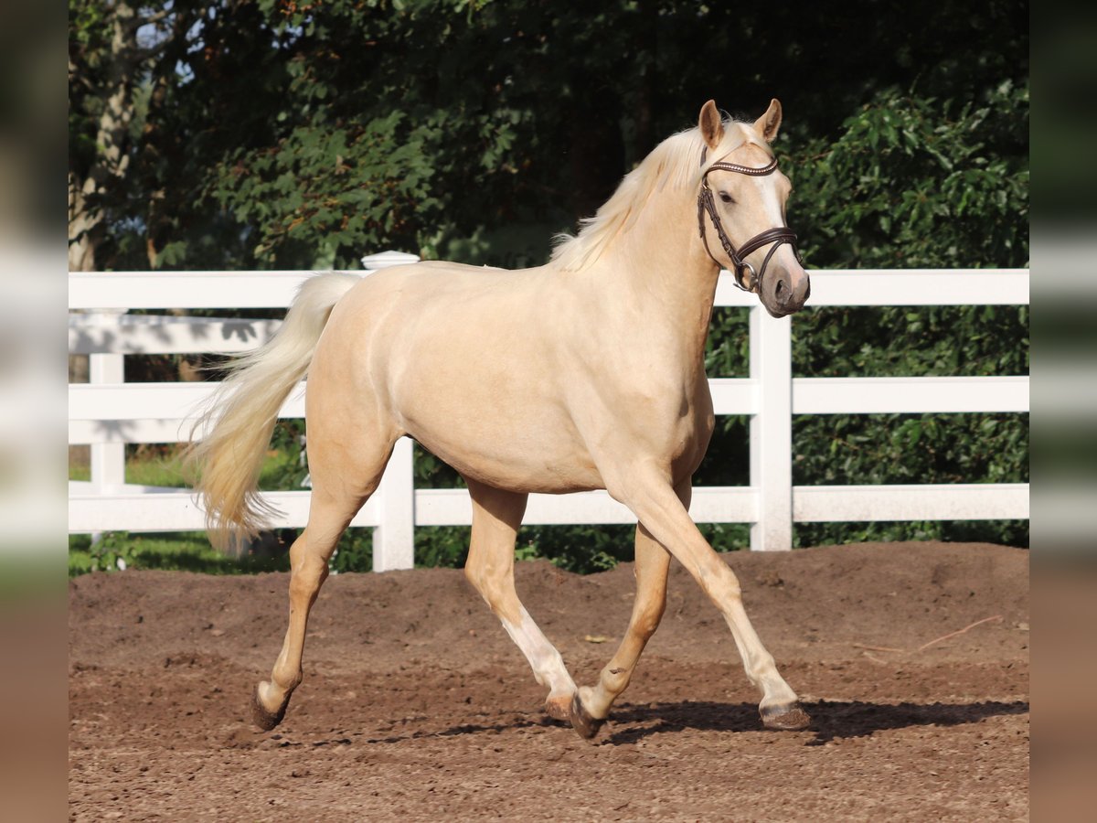 Deutsches Reitpony Wallach 3 Jahre 148 cm Palomino in Oberlangen