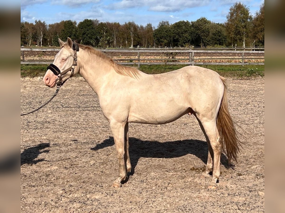 Deutsches Reitpony Wallach 3 Jahre 148 cm Perlino in Holtland