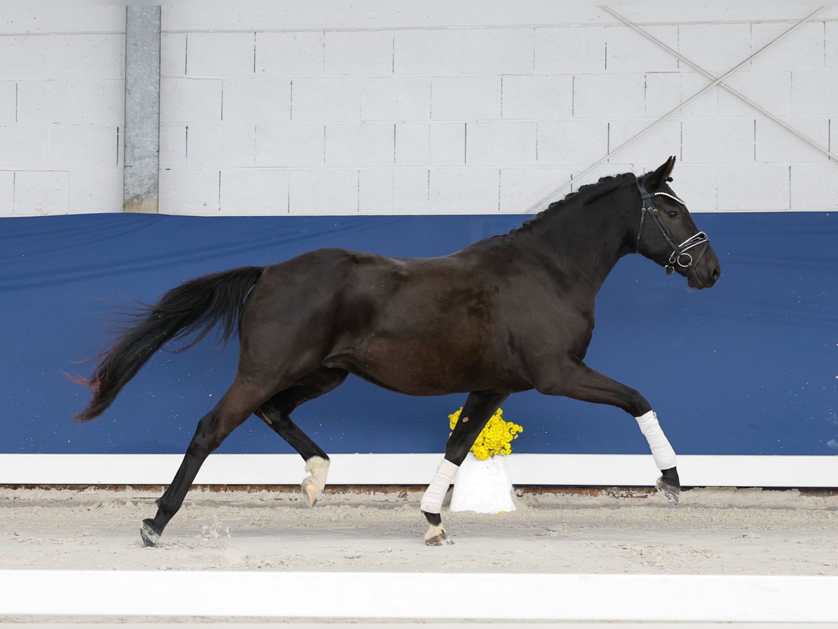 Deutsches Reitpony Wallach 3 Jahre 148 cm Rappe in Marsberg