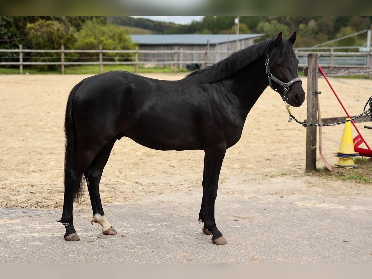 Deutsches Reitpony Wallach 3 Jahre 148 cm Rappe in Hohenroth