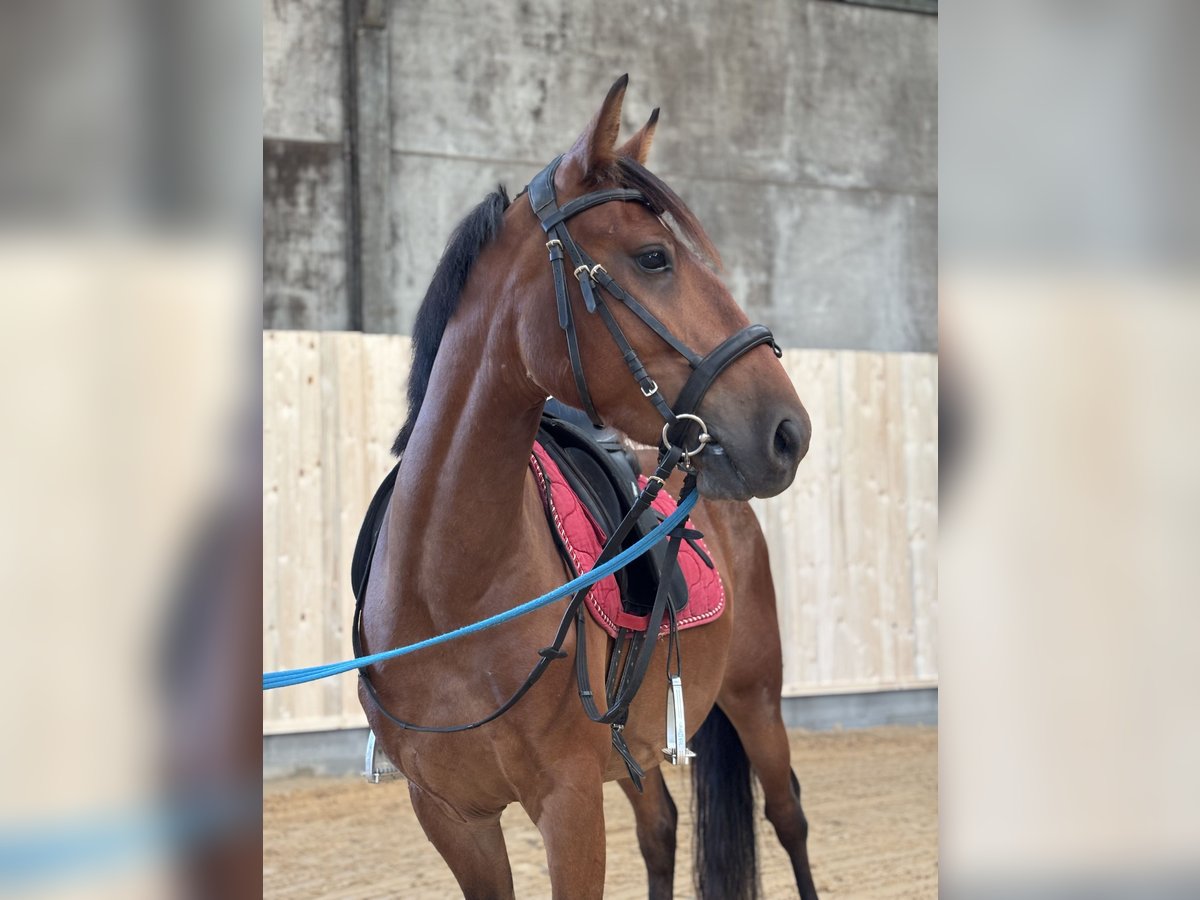 Deutsches Reitpony Mix Wallach 3 Jahre 148 cm Rotbrauner in Bettange sur Mess