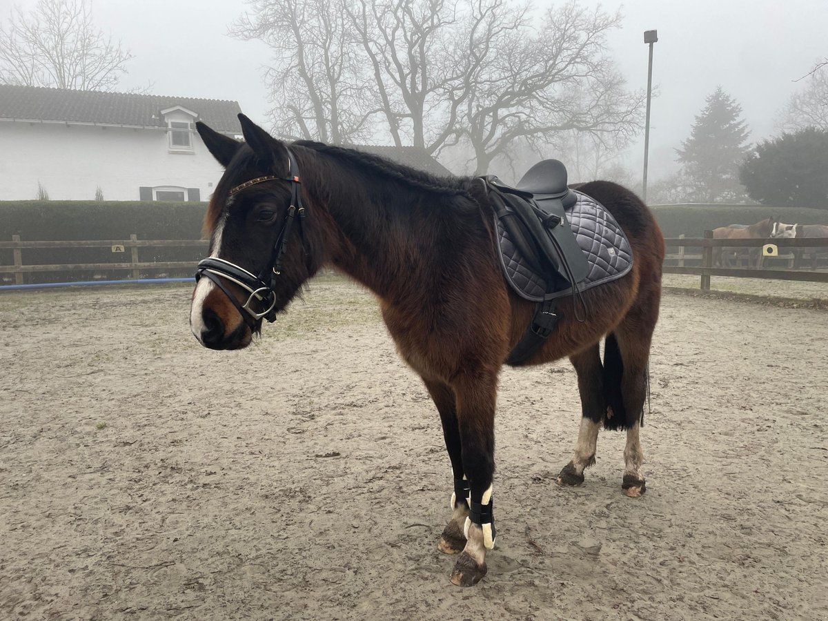 Deutsches Reitpony Wallach 3 Jahre 148 cm Schwarzbrauner in Elmshorn