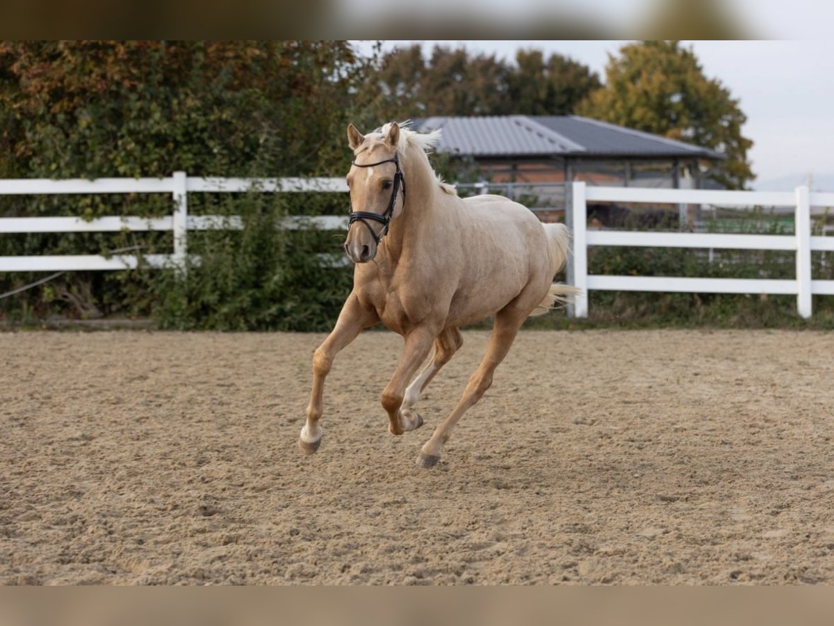 Deutsches Reitpony Wallach 3 Jahre 149 cm Palomino in Borken