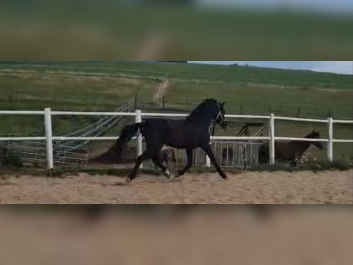 Deutsches Reitpony Wallach 3 Jahre 149 cm Rappe in Waidhaus