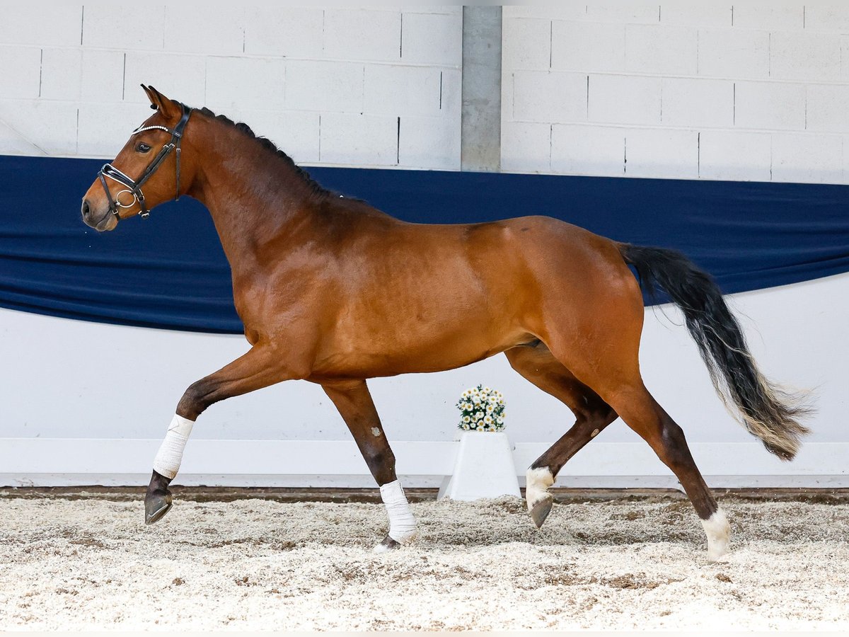 Deutsches Reitpony Wallach 3 Jahre 150 cm Brauner in Marsberg