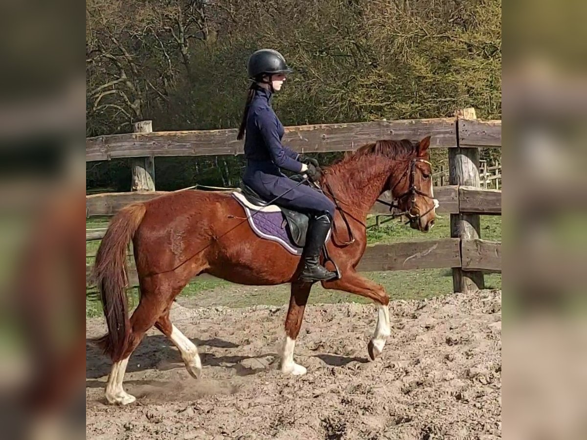 Deutsches Reitpony Mix Wallach 3 Jahre 150 cm Dunkelfuchs in Ritterhude