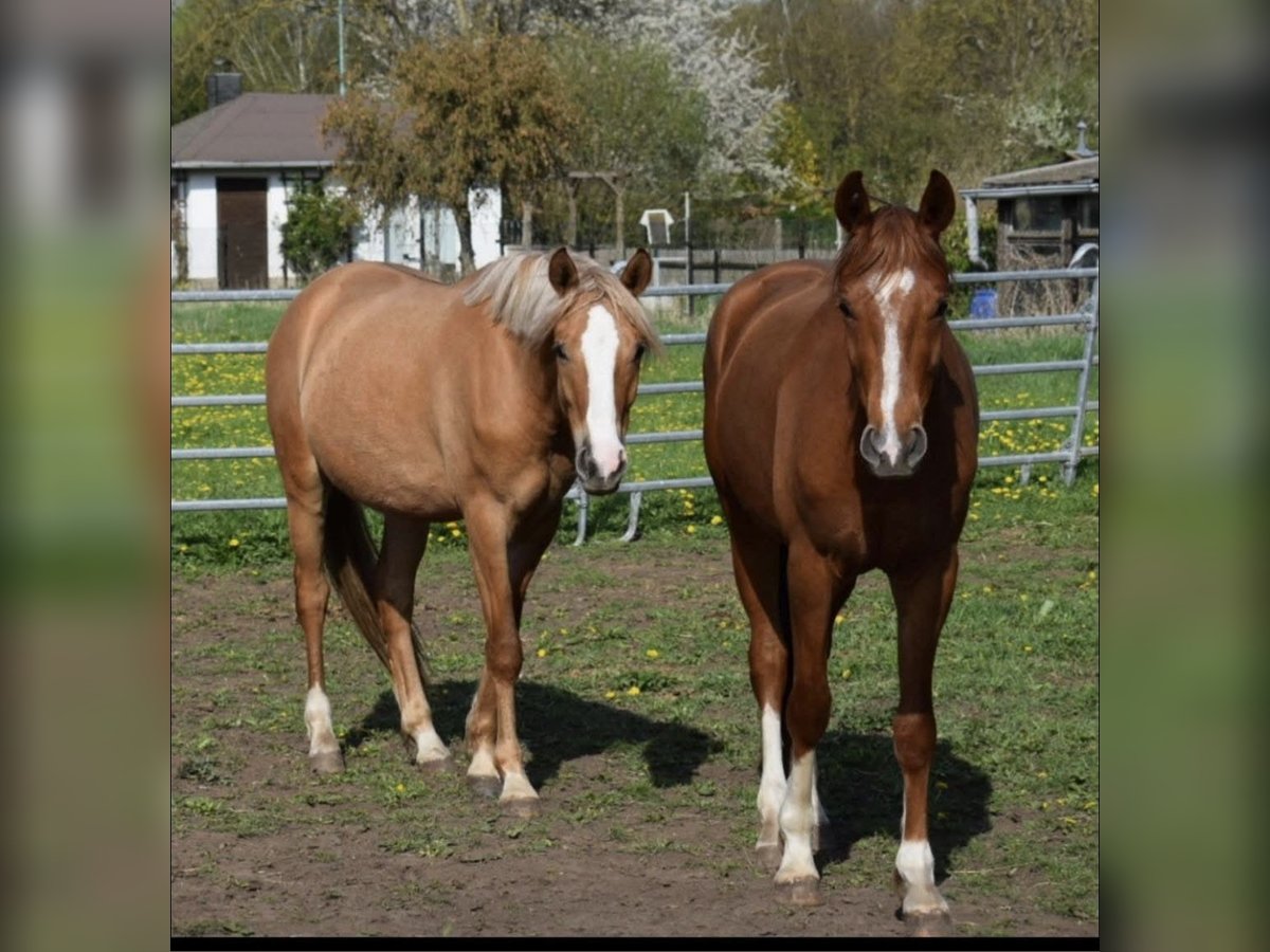 Deutsches Reitpony Wallach 3 Jahre 150 cm Falbe in Sangerhausen